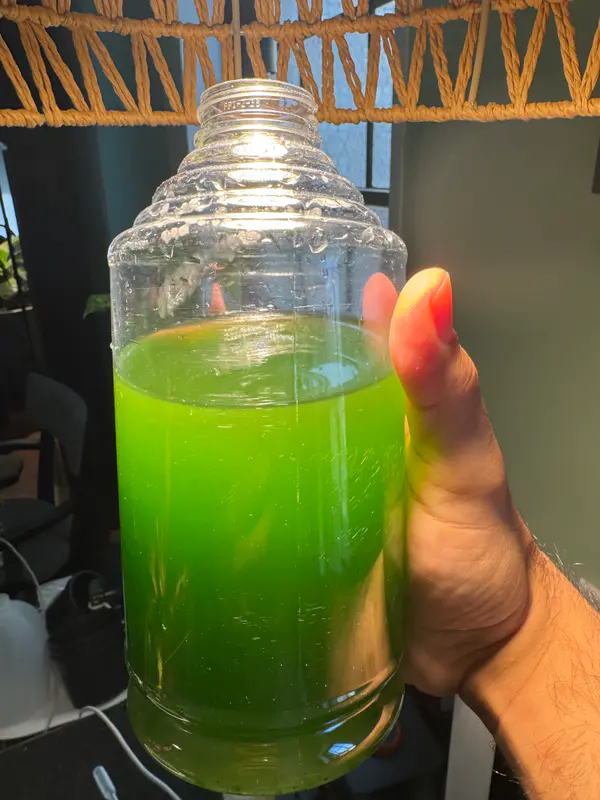 Freshwater algae "green water" culture