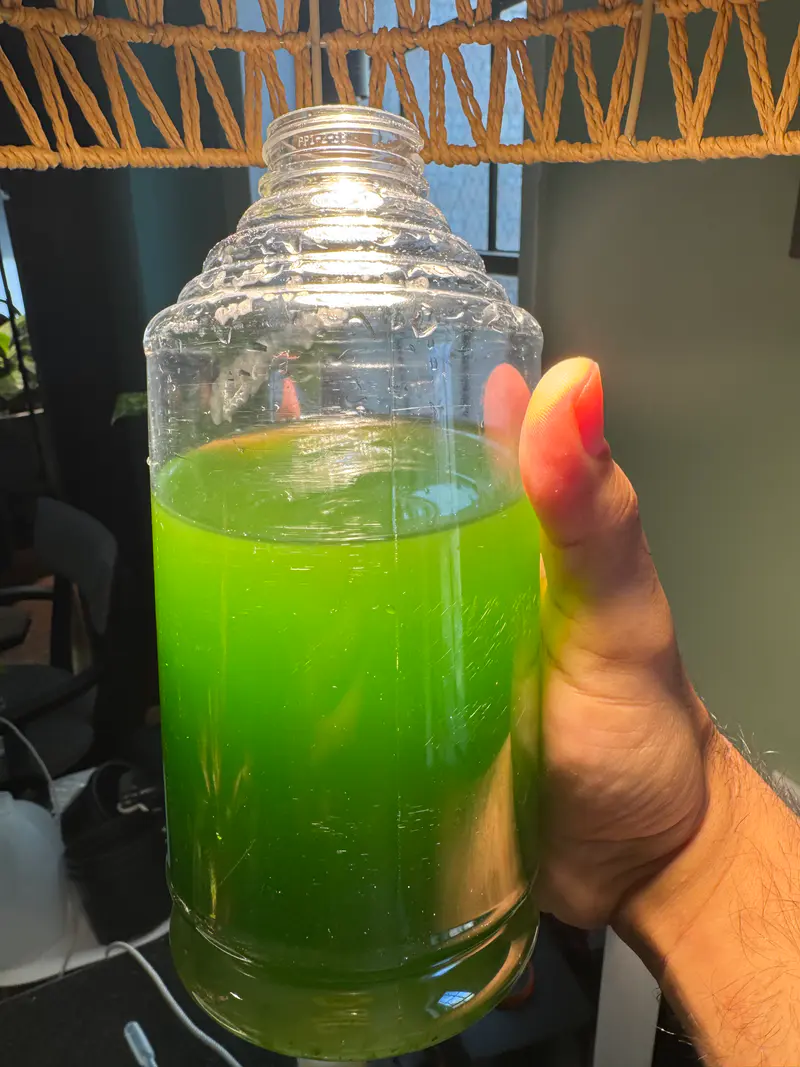Freshwater algae "green water" culture