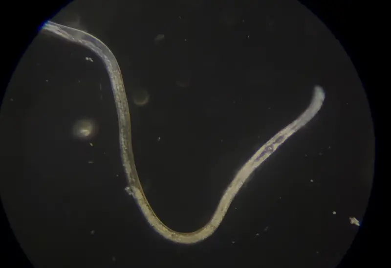 Live Vinegar Eels in Vinegar