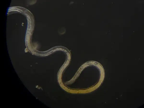 Live Vinegar Eels in Vinegar