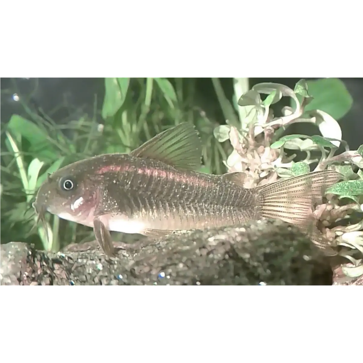 Gold Laser Corydoras CW010