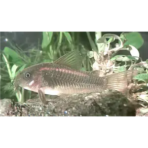 Gold Laser Corydoras CW010
