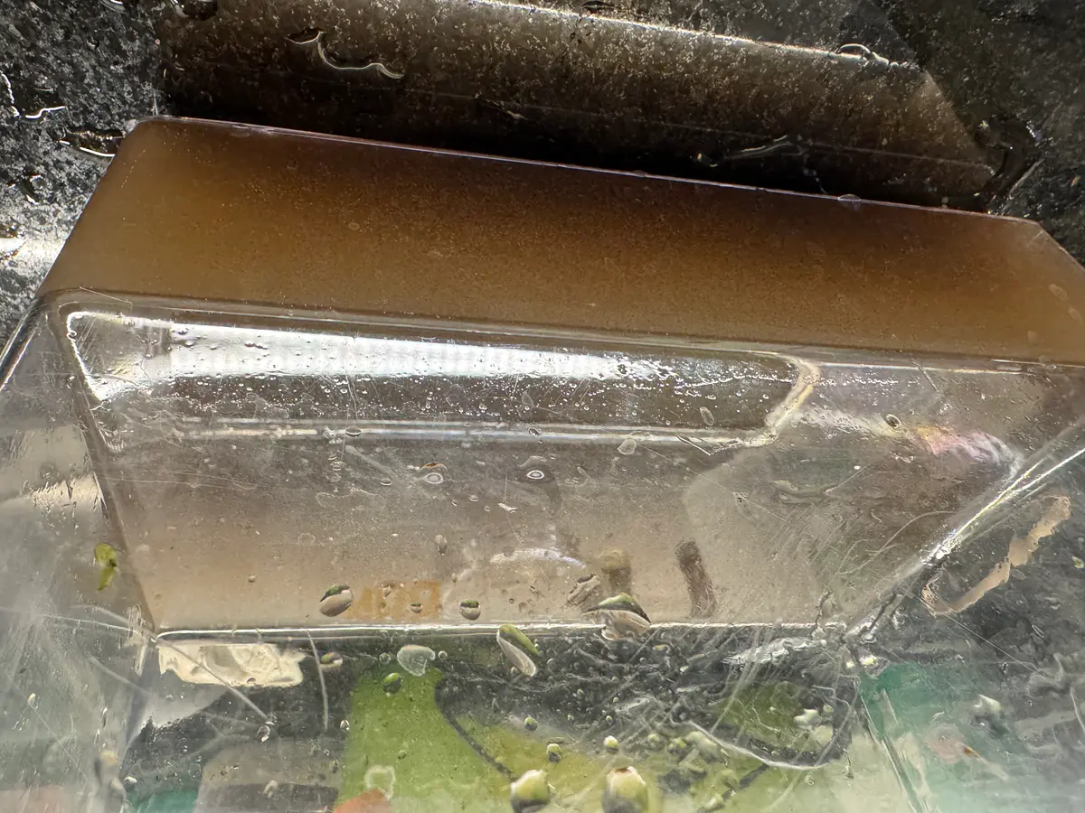 Dora Mulm Extract