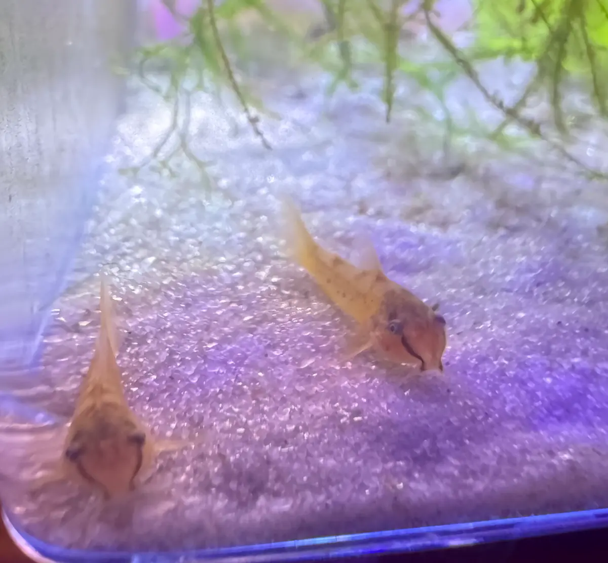 Gold Laser Corydoras CW010