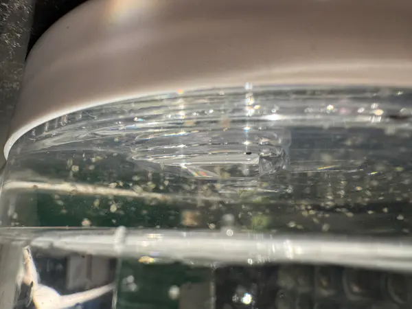 Live Moina Macrocopa (smaller and hardier than Daphnia Magna)