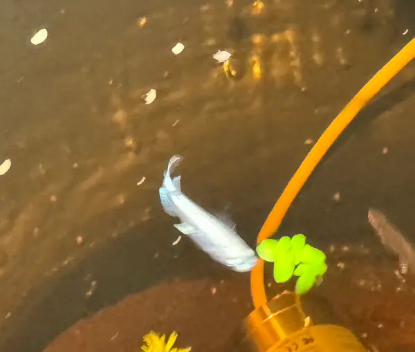 Platinum "Miyuki" Medaka Ricefish