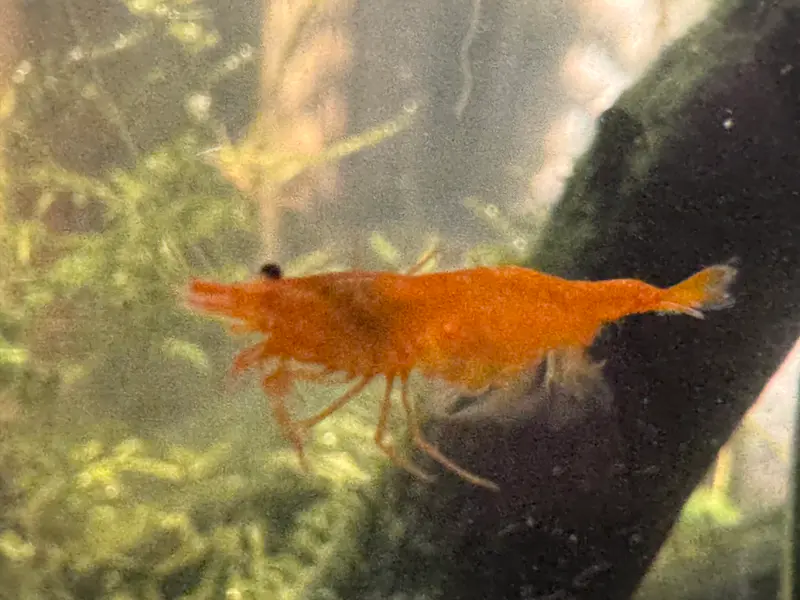 Orange Neocaridina Shrimp