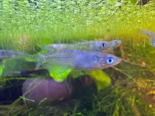 Platinum "Miyuki" Medaka Ricefish