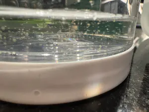 Live Moina Macrocopa (smaller and hardier than Daphnia Magna)