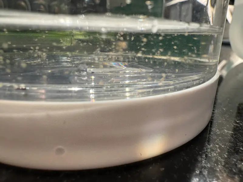Live Moina Macrocopa (smaller and hardier than Daphnia Magna)