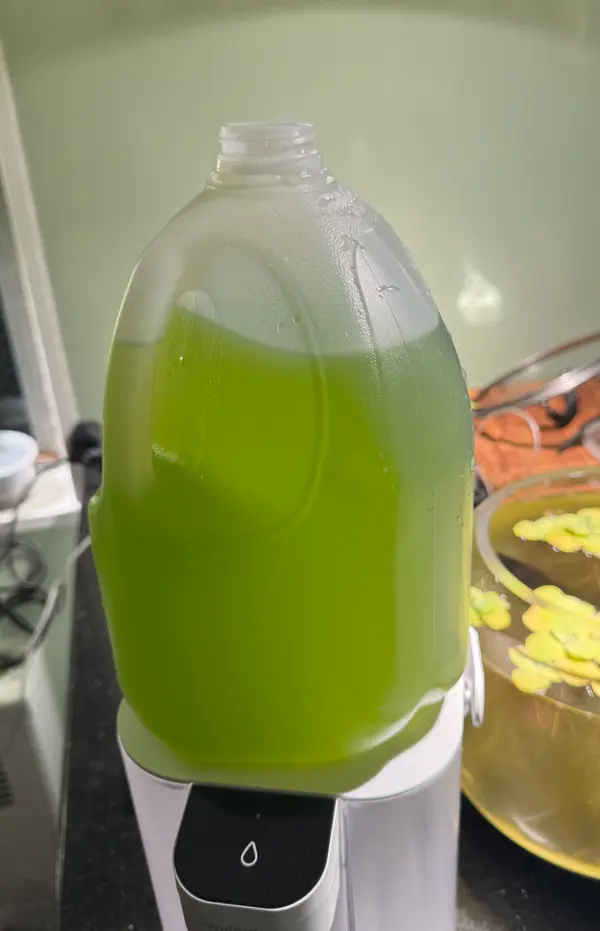 Freshwater algae "green water" culture