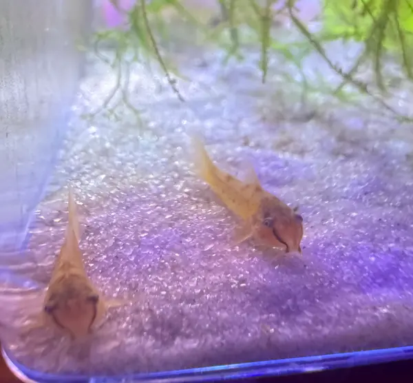Gold Laser Corydoras CW010