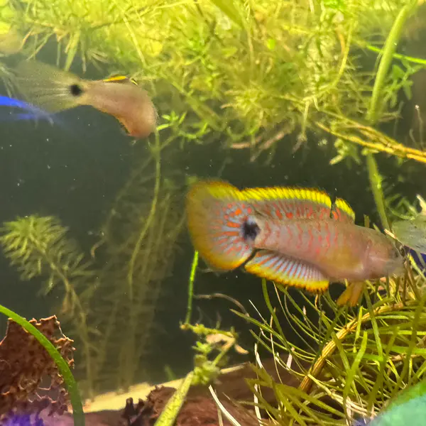 Peacock Gudgeon (sexable)