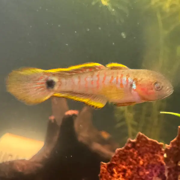 Peacock Gudgeon (sexable)